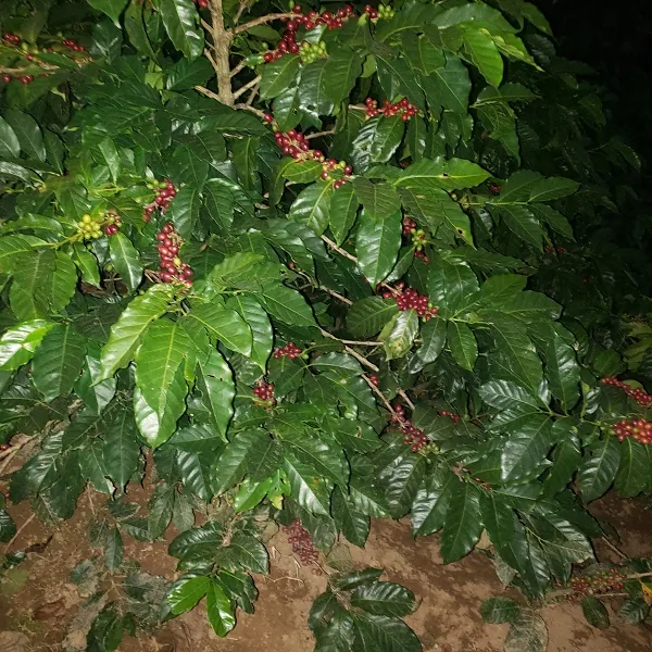 Ripe red Arabica Obata coffee cherries on the plant at our Costa Rica mountain estate