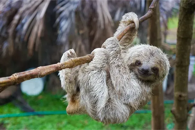 Three-toed sloth hanging from a branch